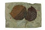 Plate with Two Fossil Leaves (Two Species) - Montana #269321-1